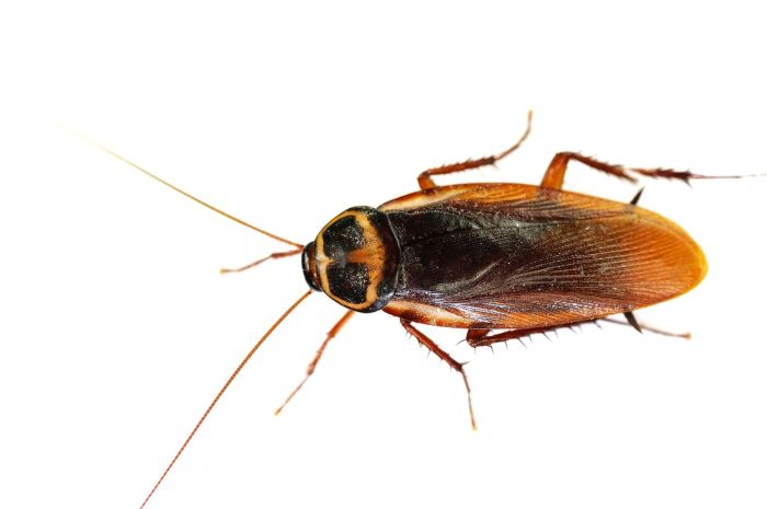 Cockroach cam be very afraid