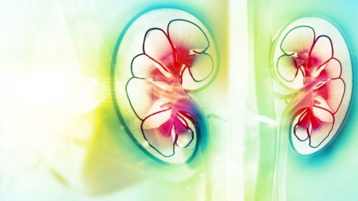 Scientists manufacture laboratory grown kidney
