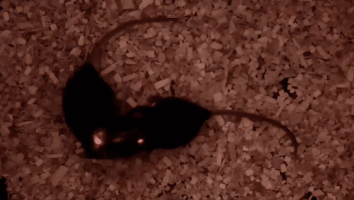 Human brain cells injected into mice results in boosted intelligence