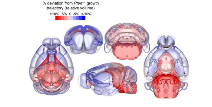 Human brain cells injected into mice results in boosted intelligence